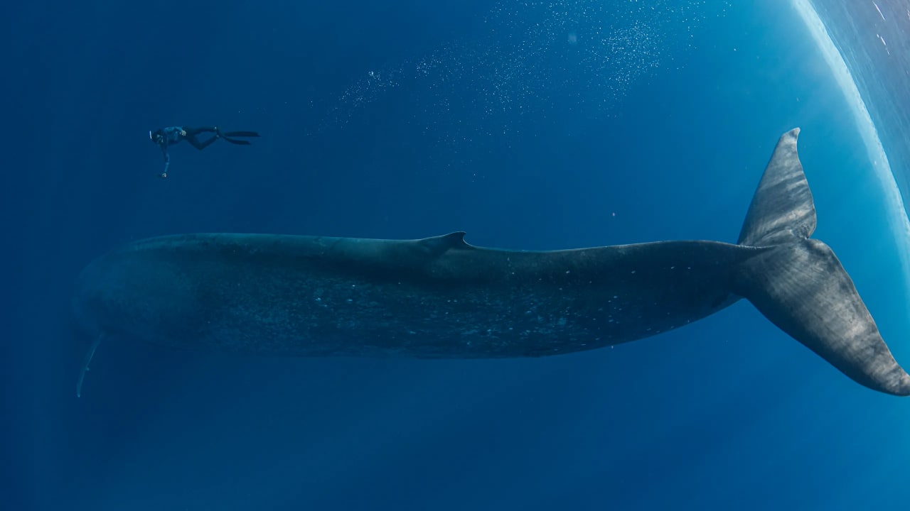 L'animale più grande del pianeta