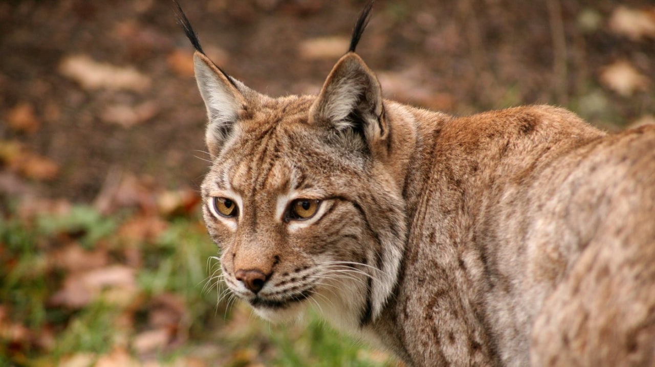 Una lince