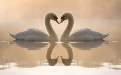 Wallpaper gratis San Valentino
