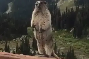 Buon Anno Nuovo 4
